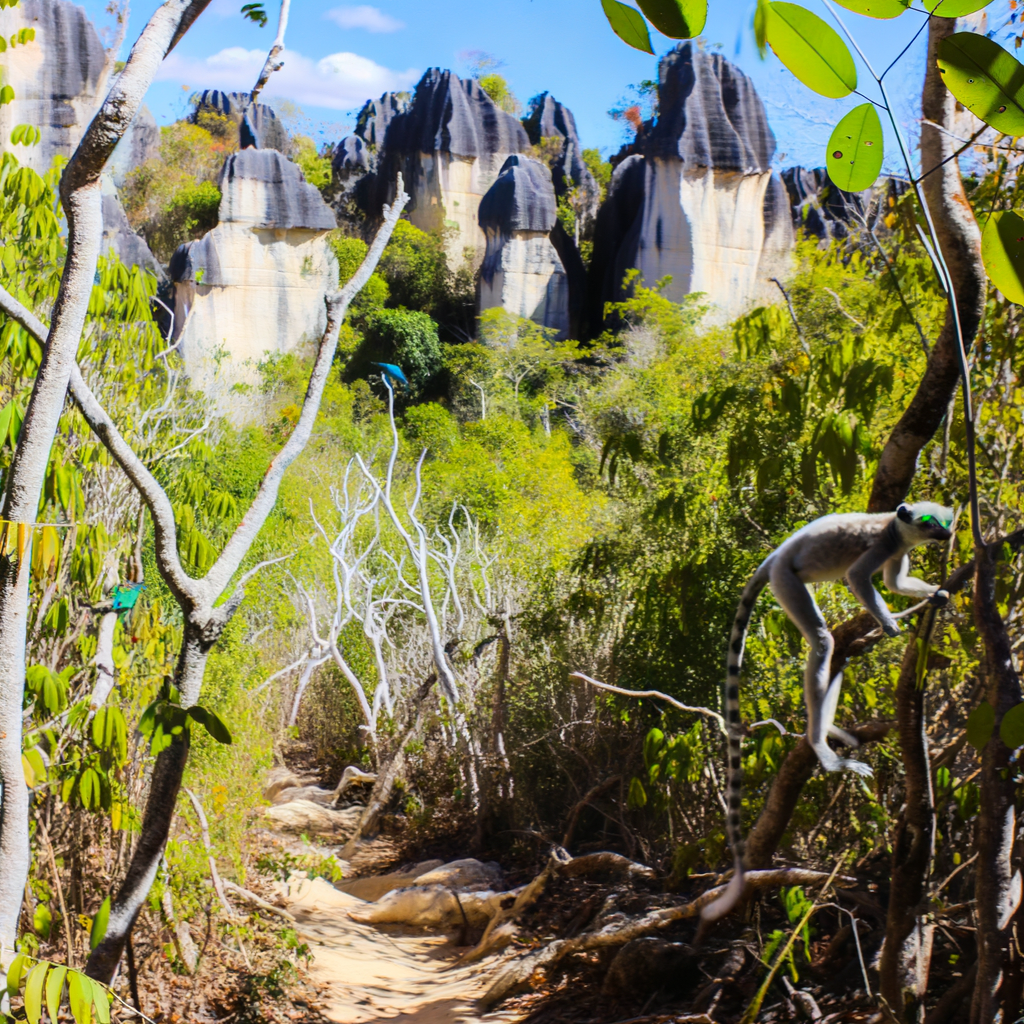 Découvrez la beauté unique de Madagascar et son lieu touristique Tsingy de Bemaraha